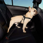 Lesa centura de siguranta auto pentru caini, pisici sau alte animale de companie, 40-70cm/2.5cm, Negru, Ropet - imagine 3